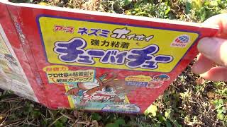 さらに寒くなりわなにかかったネズミ2023年　比企地域