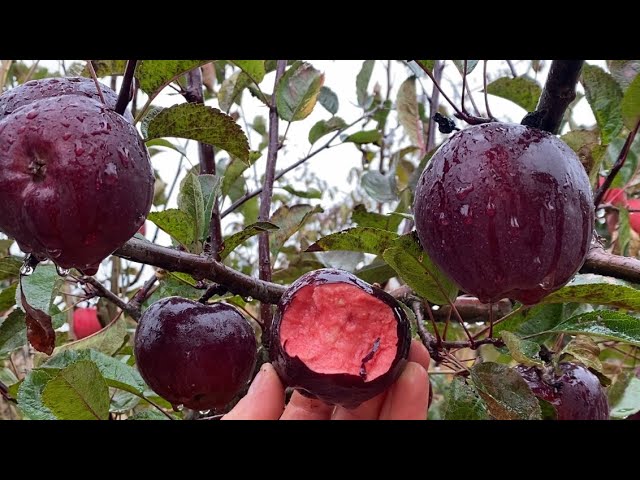 strawberry✻プロフ必読　　6点　　8月1日まで maxresdefault.jpg