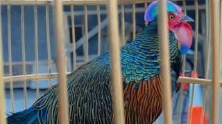 Cara beternak ayam hutan hijau Bali