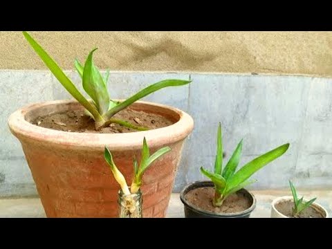 How to Grow Agave Attenuata from Babies