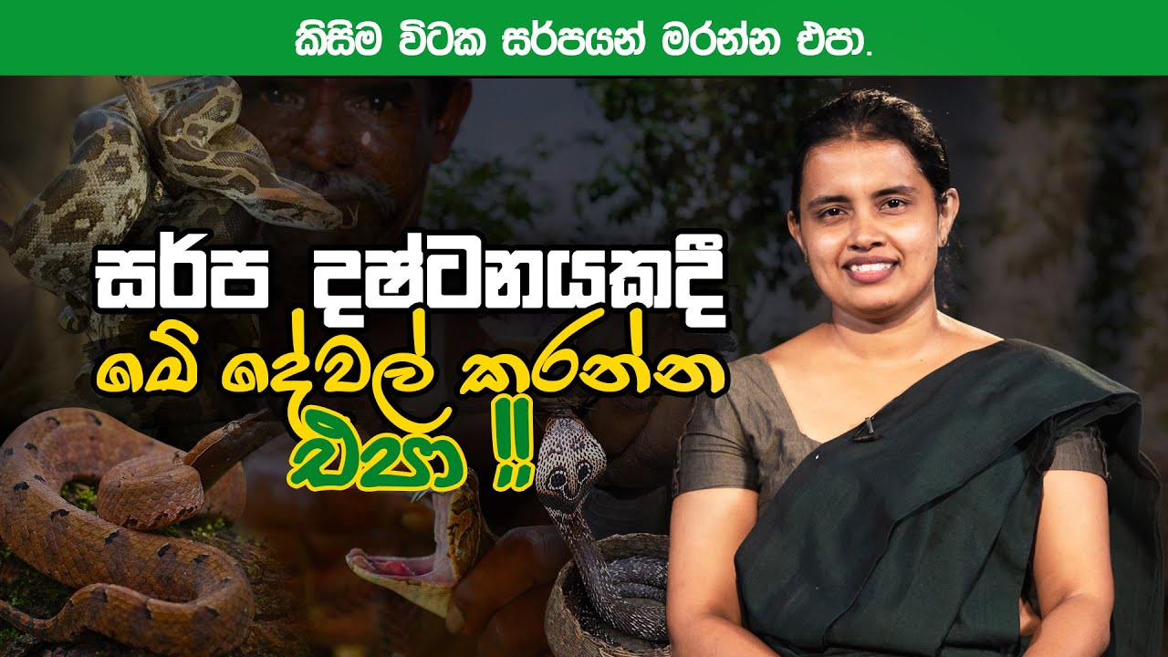 සර්ප දෂ්ටනයකදී මේ දේවල් කරන්න එපා | Ayurveda Sri Lanka
