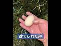 私が見つけた卵から、とっても可愛い動物たちが孵化したんです！ #animals #動物プロダクション #動物