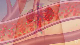 Watch How Kidneys Actually Work?