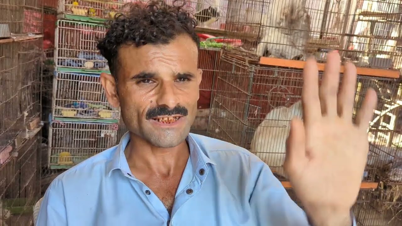 Hum ne Liya Turkey Bird Empress Market PetsVlog Adopt a Pet Pets