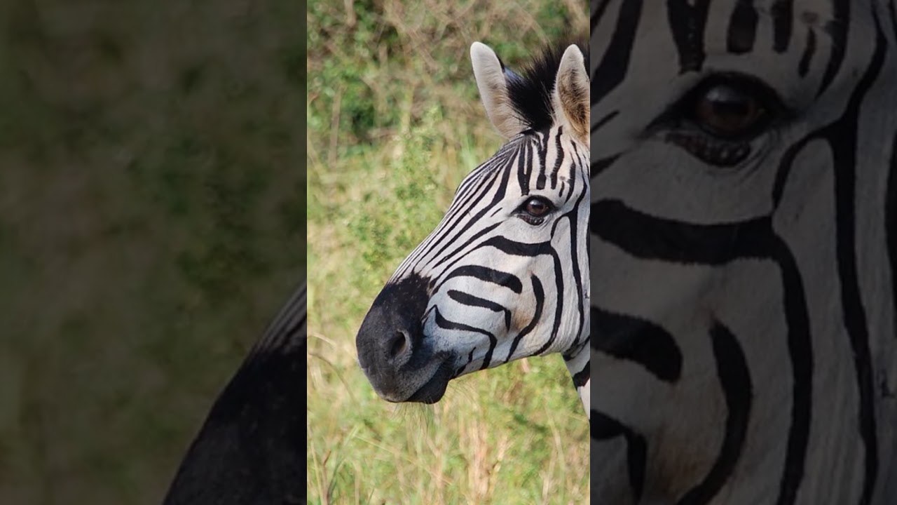 Healing music zebras 