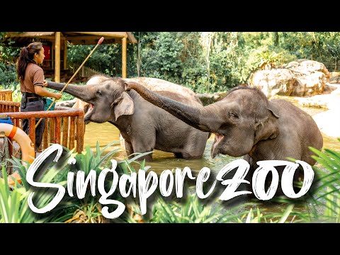 Singapore Zoo - World's Best Rainforest Zoo Complete Details