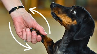 10 Signs Your Dog REALLY TRUSTS You