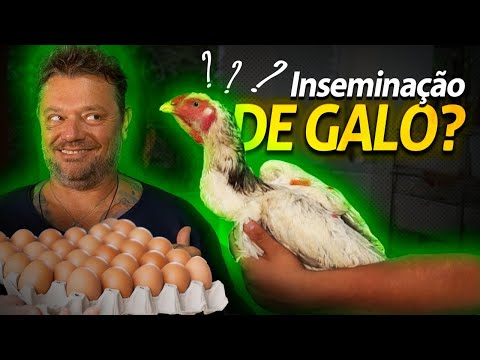 Vídeo: As galinhas são inseminadas artificialmente?