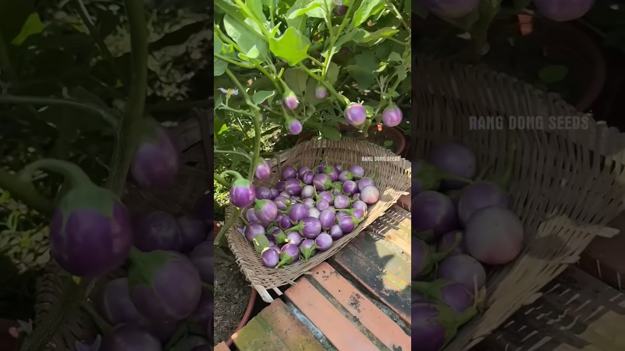 Harvesting vegetable #satisfying #vegetables #gardening #farming #farming101