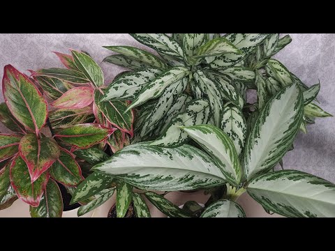 Video: Aglaonema „Silver“(13 Fotografií): Opis Odrôd „Silver Bay“a „Silver Queen“, „Silver Frost“a „Silver King“. Choroby A škodcovia Aglaonema, Domáca Starostlivosť