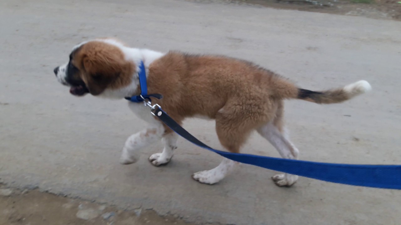 3 month old Saint Bernard(Boxer ) walking YouTube