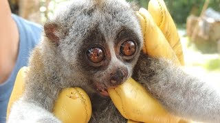 Slow Loris Conservation in Vietnam