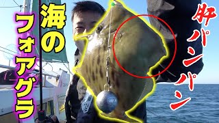 肝が最高に美味しすぎる高級魚を狙う！！