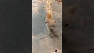 our cat first video