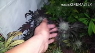 Harvest time