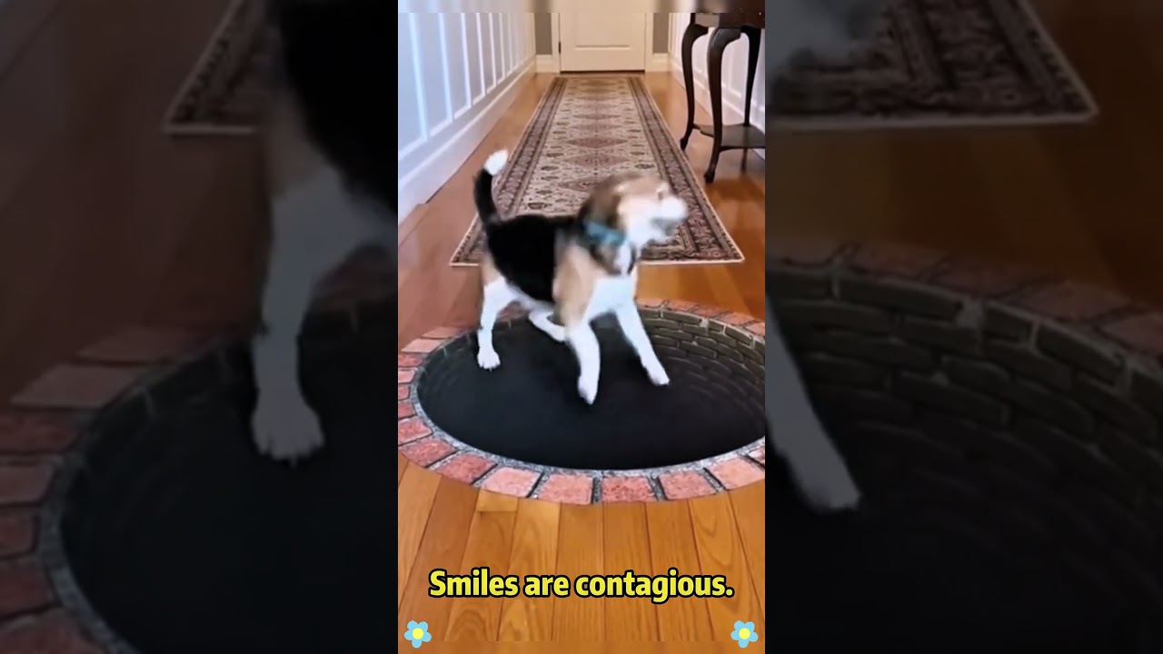 Cat and dog so funny video 😂