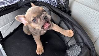He Realized He Was Going to the Vet—and Immediately Started Complaining