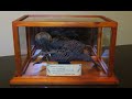 How To Make A Fiji Mermaid - DIY Halloween Props & Decorations - Freak Show Prop | Dark Nook