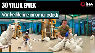 Nesli Tehlikedeki Van Kedileri 30 Yıldır Onun Emanetinde