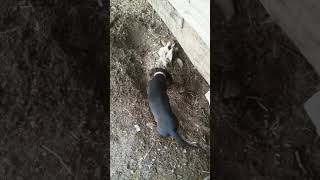 Teckel După Șoareci