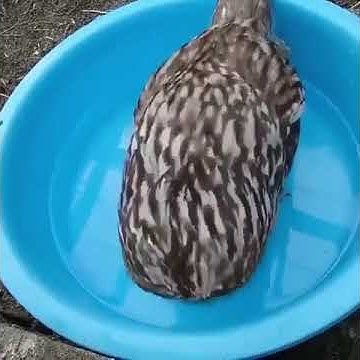 Довольная сова😊 - YouTube