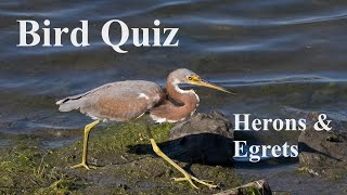 Herons, Egrets, Bitterns & Ibis of North America [Bird Quiz]