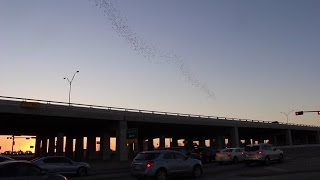 Bats Fly From Under Bridge in Temple, Texas