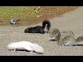 Entertainment Video For Cats and Dogs To Watch - Squirrel and Bird Fun For Your Cat and Dog