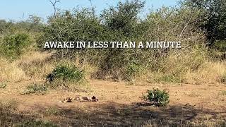 Witnessing A Wild Dog Collaring