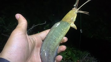 Câu Cá Rô Đồng Trê Vàng Thiên Nhiên Tập 17 Vùng Biên Giới Phần 2 Săn Đêm