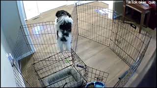 See how a puppy escapes its pen with its intelligence