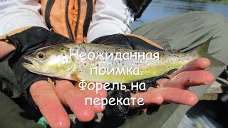 Неожиданная поимка. Форель на перекате