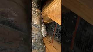 Rat in Attic