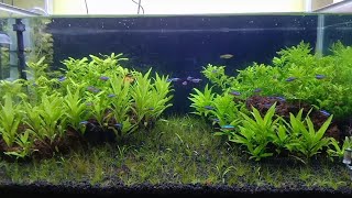 Aquascape fotosintesis