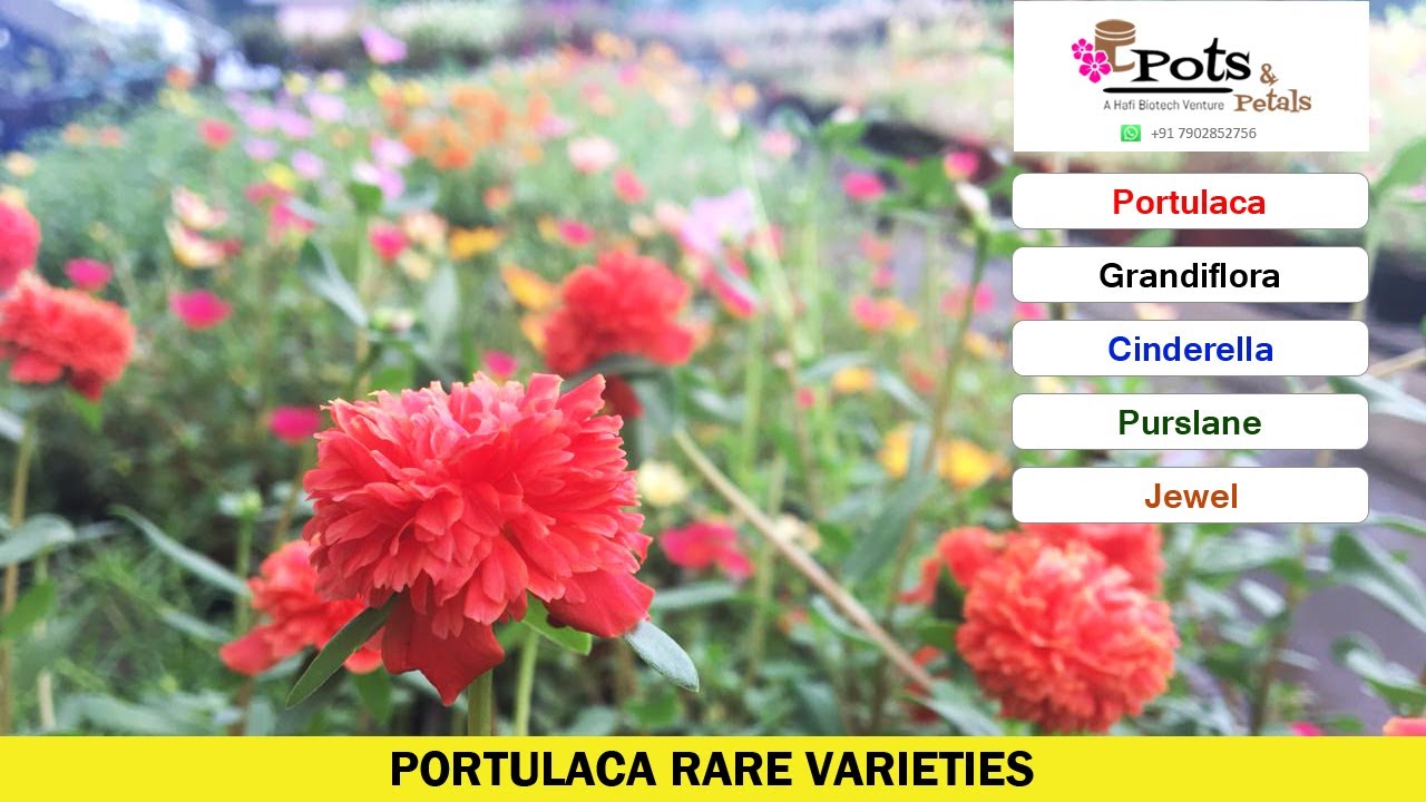 Buy Portulaca Rare Varieties Online | Order Online From www.potsandpetals.in | Imported Species