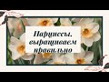 Сажаем нарциссы в ящики(покупка,посадка, уход)