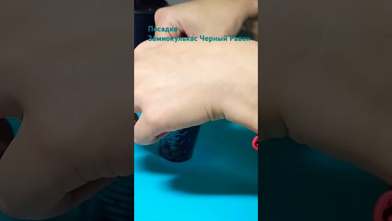 Размножение Замиокулькас Черный Равен 