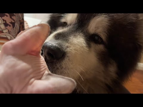 被狗子宠大的喵 洛杉矶 Alaskanmalamute 阿拉斯加犬 斯芬克斯 热搜 Sphynx Youtube