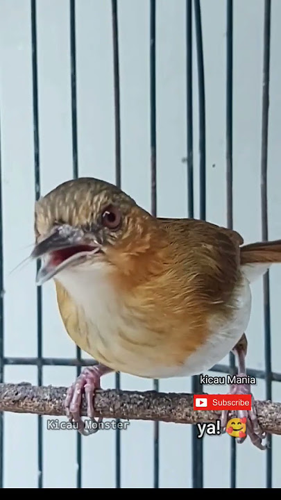Pelanduk bukit gacor #burung #kicaumonster #birds #tweet #burungmasteran #pelanduk #2023 #gacor
