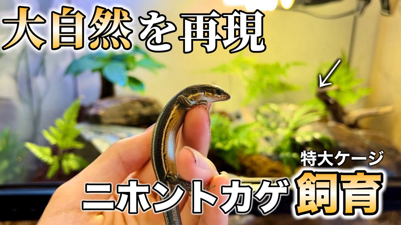 新しくニホントカゲの飼育環境をレイアウトする！ 大自然をイメージしたテラリウム