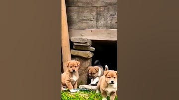 Anak Anjing Lucu II Anak Anjing Sangat Lucu Menggonggong #shorts #viral #anjinglucu