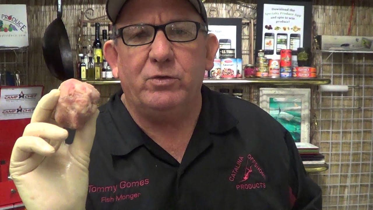 Ground Fish Series Intro