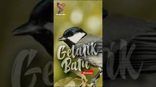 Gelatik Batu Gacor