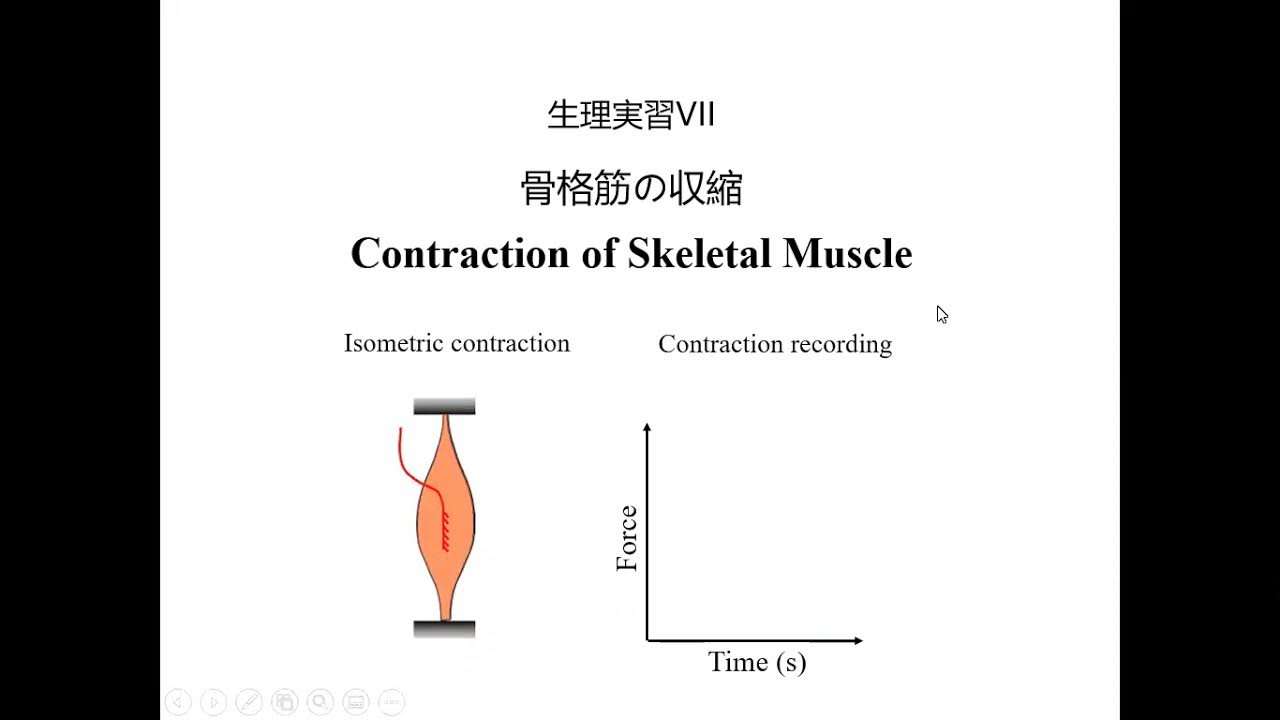 骨格 筋 の 収縮 について 正しい の は どれ か