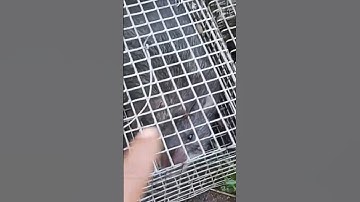 Bẫy Chuột Có Mấy Cái Dính Trúng Ổ Cống Nhum Khủng #hoanganhvlog #sănbắt #bẫychuột #chuộtcốngnhum