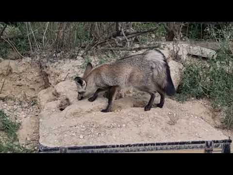 A feeding of Bat-eared foxes and Slender-tailed meerkat