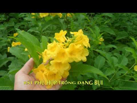 Cây huỳnh liên hoa vàng - cây bụi đẹp cho sân vườn | Foci