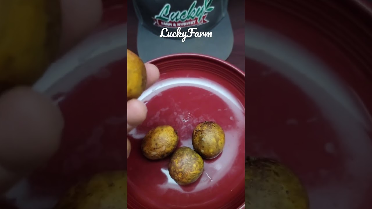 Ripe June Plum Tasting