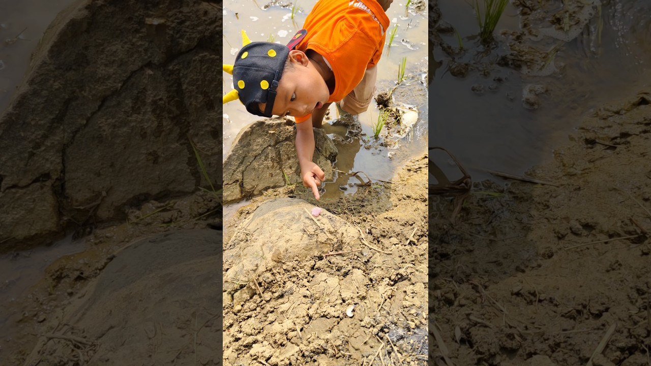 Mecahin Telur Keong! Musuh Utama Petani Padi!