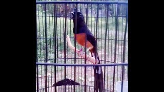 Murai Batu Nembak Cililin Love Bird Kenari Kapas Tembak Jenggot Serindit Rambatan Cungko